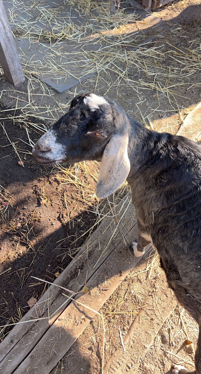 SnottyNapkins's tweet image. Been in this space for a while, and I’ve finally to dox myself. Here I am everyone. Not sure if I look like what you expected but I am beautiful. 🫡🐐