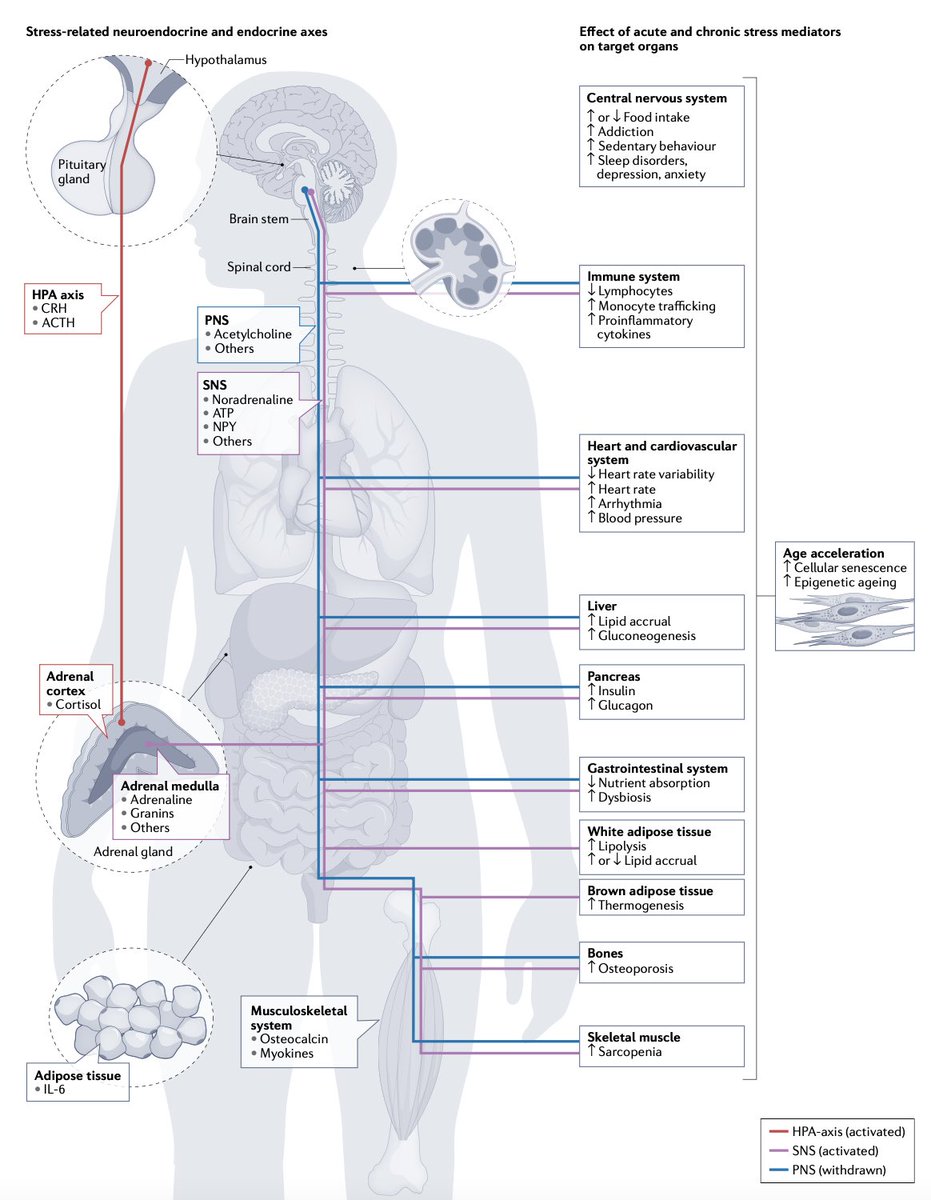 The figure summarizes major neuroendocrine pathways and behavioral disorders implicated in chronic stress, affecting (either directly or indirectly) metabolic functions, organ pathology, risk of metabolic disease and the pace of biological aging…
nature.com/articles/s4157…