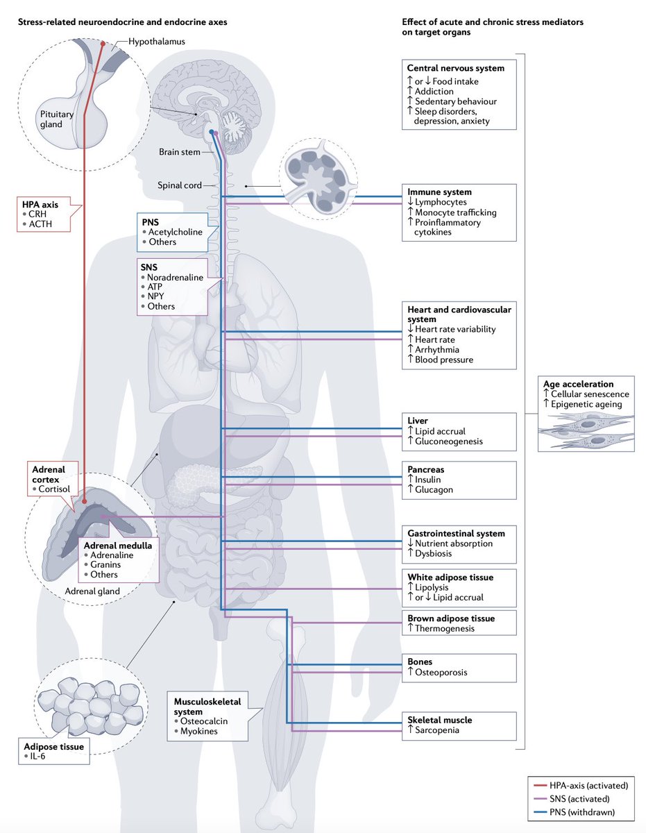 The figure summarizes major neuroendocrine pathways and behavioral disorders implicated in chronic stress, affecting (either directly or indirectly) metabolic functions, organ pathology, risk of metabolic disease and the pace of biological aging… nature.com/articles/s4157…