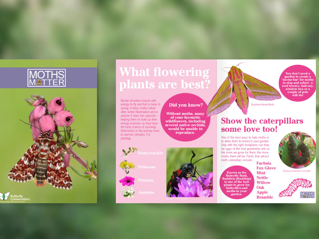 There is so much more to moths than meets the eye 🦋👀 Learn about the huge part they play in the ecosystem and how you can help this wonderful insect to thrive in our #MothsMatter guide! Download it for free here 👉 butrfli.es/3TqGhsl
