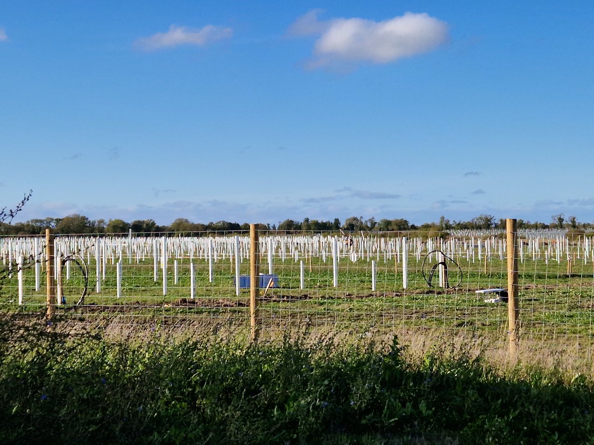 Meath Birder On Twitter What Does A 250 Acre Solar Farm Look Like meath-birder-on-twitter-what-does-a-250-acre-solar-farm-look-like