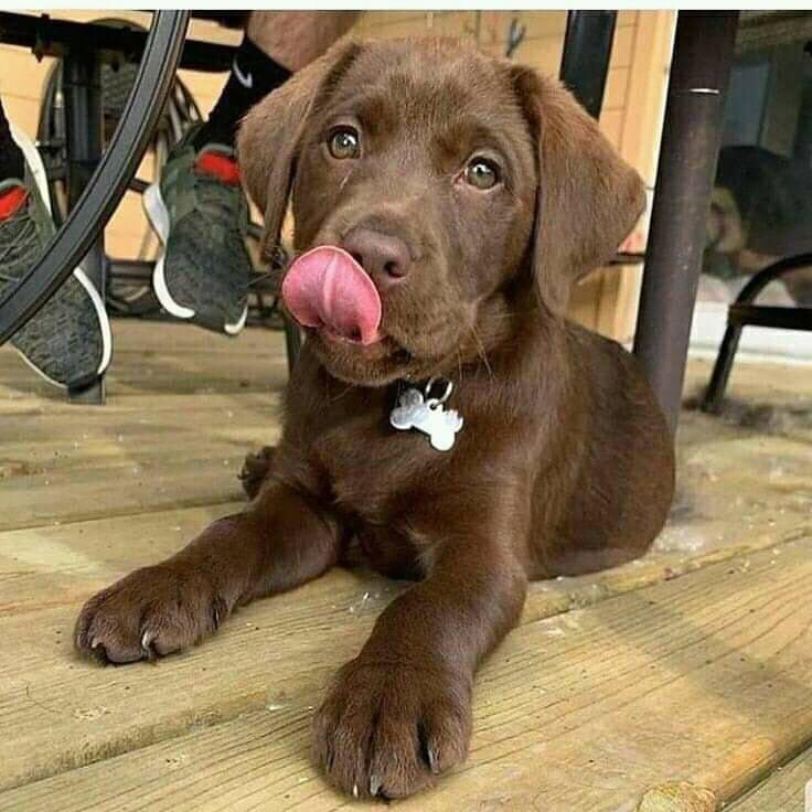 DogsLifeFanClu1's tweet photo. Well that was dinner time and it was lovely 😊 

#labradoroftheday #labradorable #labradorpuppy #labsoftwitter #labradorlovers #labradora #labradorlover #labradorworld https://t.co/HJd5zIg8PC