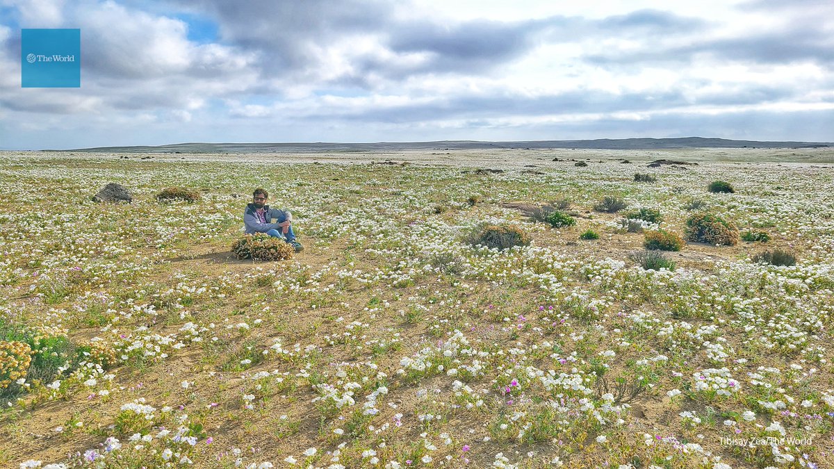 TheWorld's tweet photo. 2/ The #FloweringDesert lasts only for a few weeks and attracts tourists and botanists from around the globe.
Once or twice every decade, the skies open up and it rains in the Atacama,
causing dormant seeds underground to grow. https://t.co/oaGwjZap52