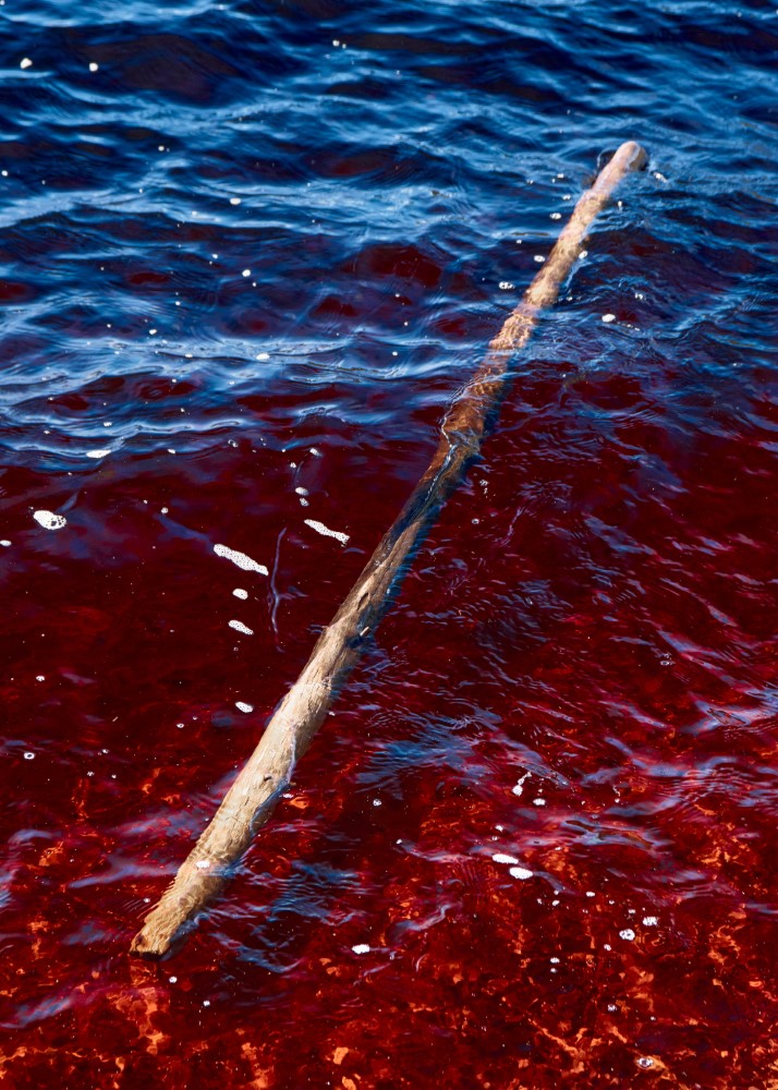 CharlieKJ's tweet photo. "Good &amp; Evil" - 2022

#Touring #Scotland back in March included a trip to #Loch Garten, an #idyllic #nature #reserve hidden amongst #pine #trees in the #Cairngorms #National #Park.

A bleached log sits atop the blue crimson water.

📧 hello@charliekj.uk
🌐 https://t.co/kfLZdzUreI https://t.co/9OdBq0Fpdr