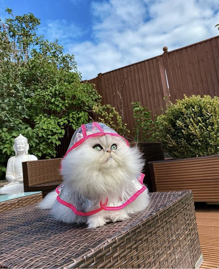 splendourella's tweet photo. #petdeath #notminethough anyway, RIP Eric, who was only 8. Look at him 🥺
He was my favourite Insta cat of all.
https://t.co/rHa3UPcXmu https://t.co/DV8hX5ysu6