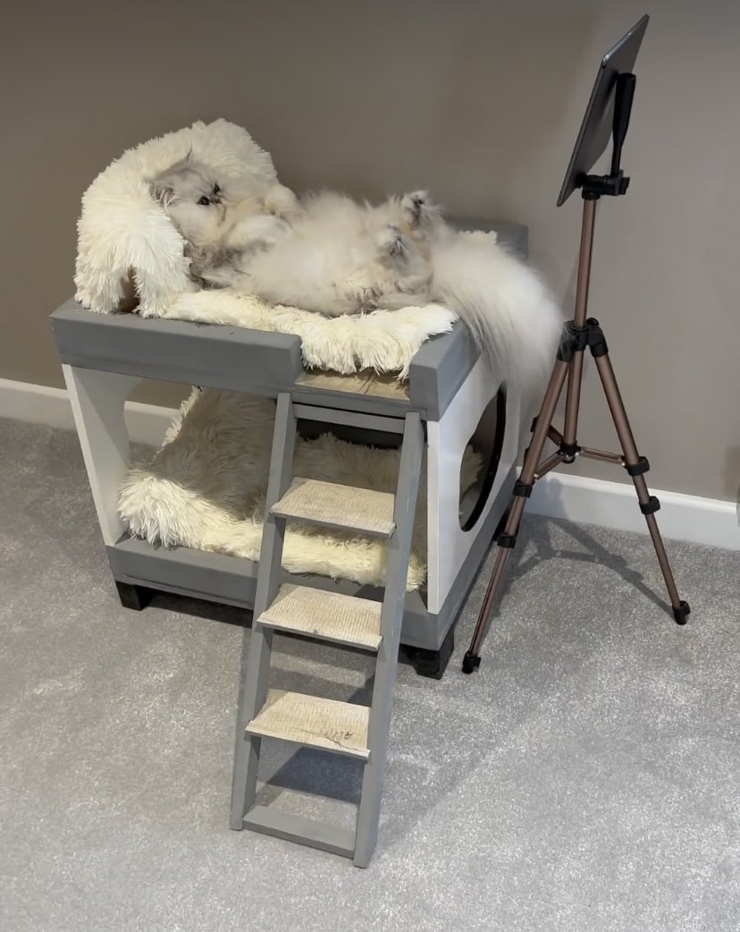 splendourella's tweet photo. #petdeath #notminethough anyway, RIP Eric, who was only 8. Look at him 🥺
He was my favourite Insta cat of all.
https://t.co/rHa3UPcXmu https://t.co/DV8hX5ysu6
