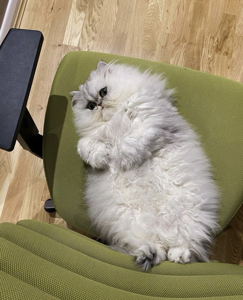 splendourella's tweet photo. #petdeath #notminethough anyway, RIP Eric, who was only 8. Look at him 🥺
He was my favourite Insta cat of all.
https://t.co/rHa3UPcXmu https://t.co/DV8hX5ysu6