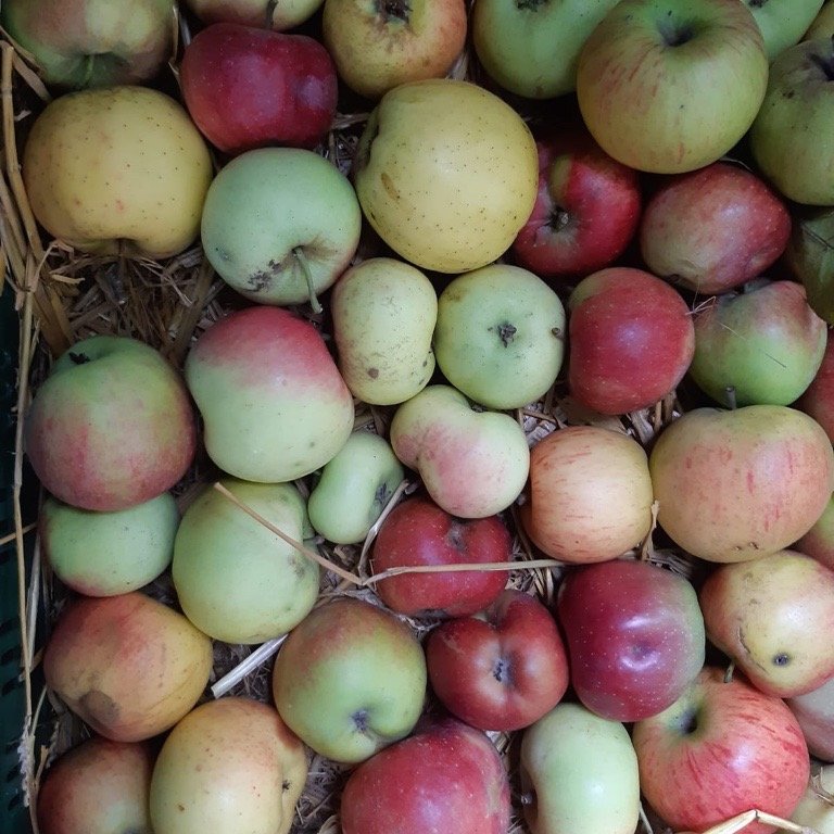 AAA_Poedelwitz's tweet photo. In #Pödelwitz gibt es momentan rund 10 Obstbäume pro Einwohner*in. Da ist für jeden Geschmack und zu jeder Jahreszeit was dabei. Die saftig, süße Fülle will geteilt werden und nicht hinter den Zäunen in den unbewohnten Höfen verrotten. #Essenretten https://t.co/UcD77OfQwj