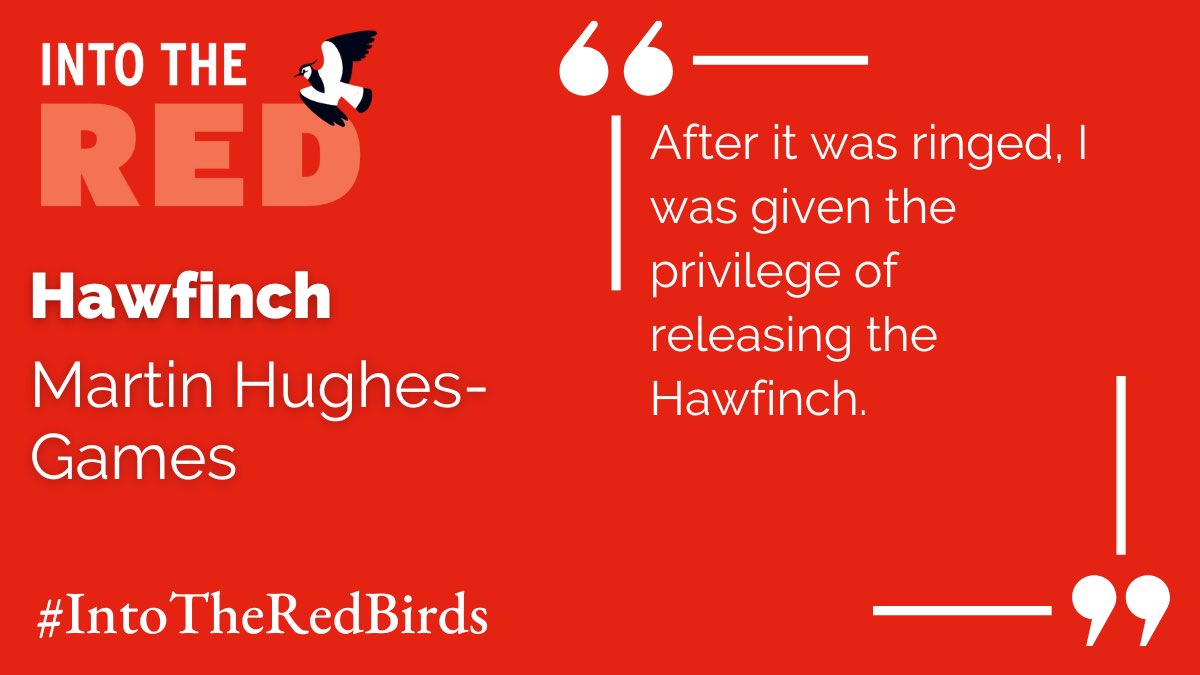 It was a real honour to be asked to come up with a design to accompany @MartinHGames Hawfinch text for the latest @_bto book #InToTheRedBirds. All profits from the book go to help saving those species on the Red list.