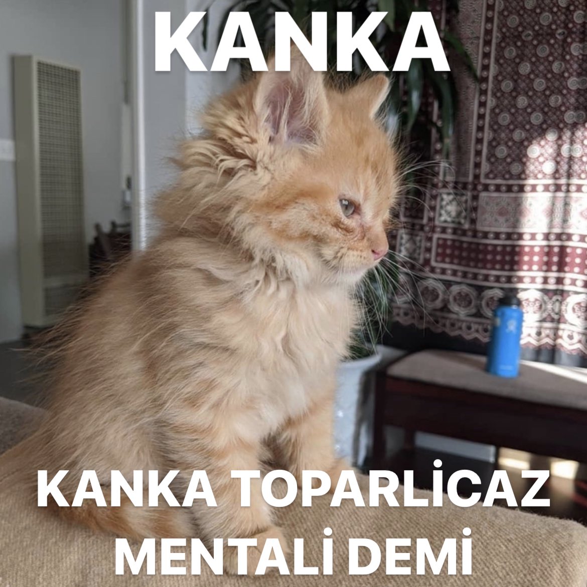 , (@neysesakinim) on Twitter photo 