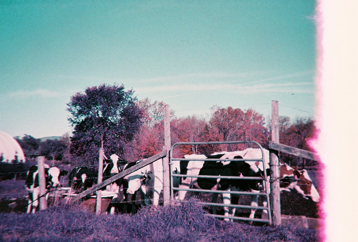 g0thh0bbit's tweet image. unedited photos from my latest 2 rolls of film 💕 #filmisnotdead #35mm #35mmfilm #lomopurple #lomography