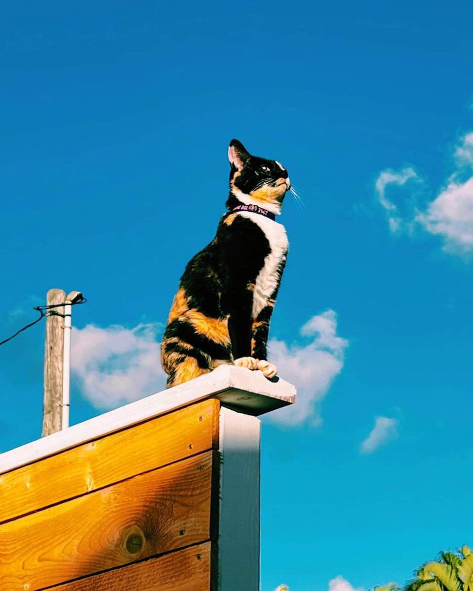 DrBethAnneKW's tweet photo. Monday vibes. π±
β¨
May your week be filled with new light, new possibilities, new balance, and acres of golden grace.
β¨
π
π
#DrBethAnneKW #YourHeartMagic https://t.co/8nrsA7QFG8