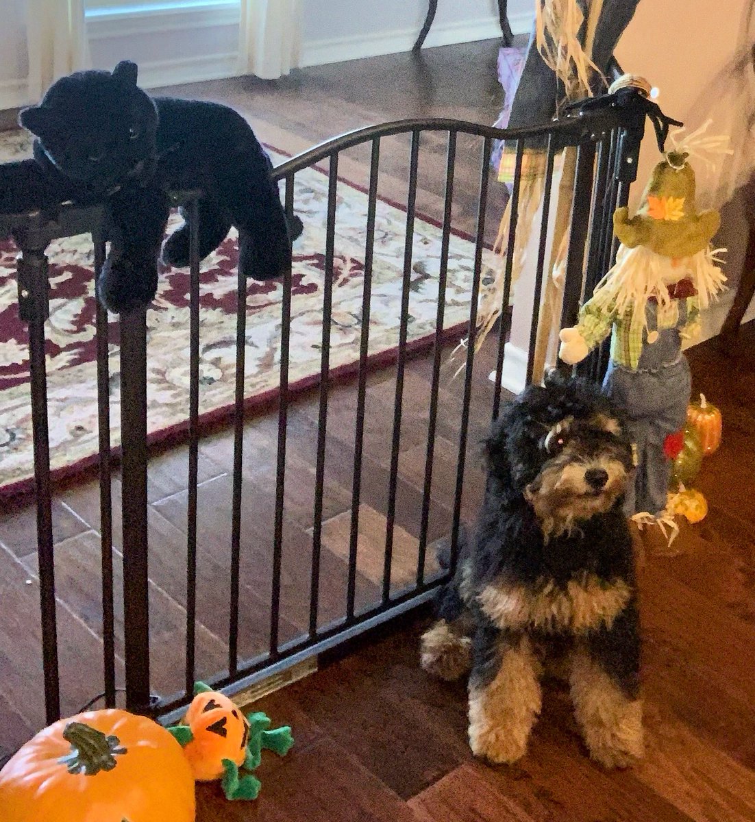 HilaryRanch's tweet photo. Lucy Lou let me take a fall/ Halloween picture of her today. My first attempt at a photo shoot with the pups. I have a lot to learn, but Lucy looks great. #hilarysdoodleranch #firstphotoshootattempt #needmorehands #blackphantompoodle #babbreeders #LucyLou #bernedoodlepuppies https://t.co/EMUu1wLl1q