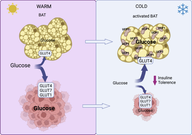 Cold exposure as anti-cancer therapy dlvr.it/SbFrh2