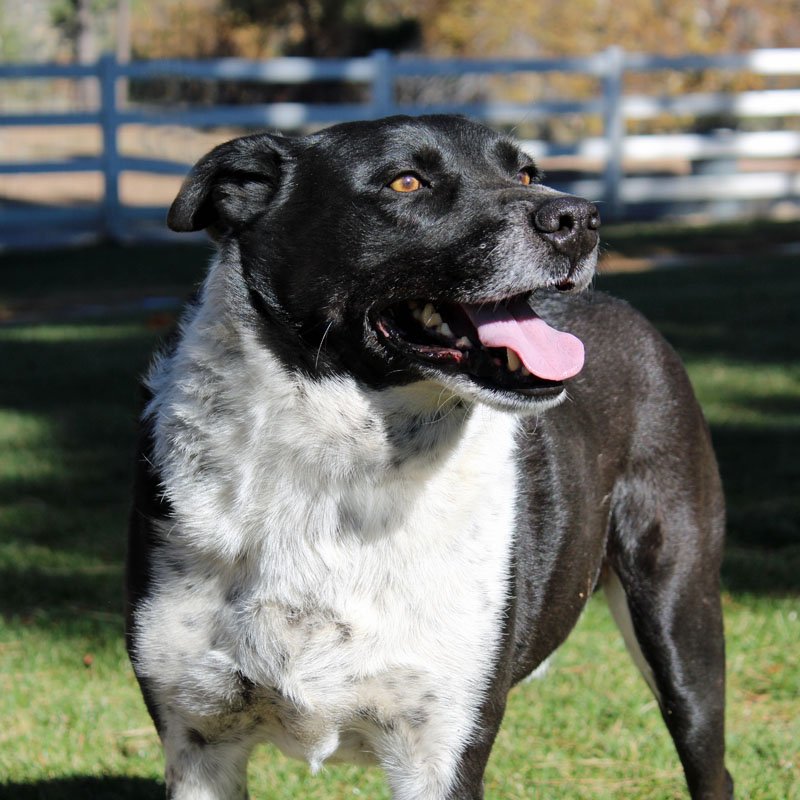 LivingFreeRescu's tweet photo. We have reached our fundraising goal! Thank you to all those who donated towards sponsoring Gideon! You are directly contributing towards providing Gideon with the love and care he deserves. #gratitude #fundraisinggoal #rescuedog #animalrescue #livingfreeanimals https://t.co/oPI6Qrj8XM