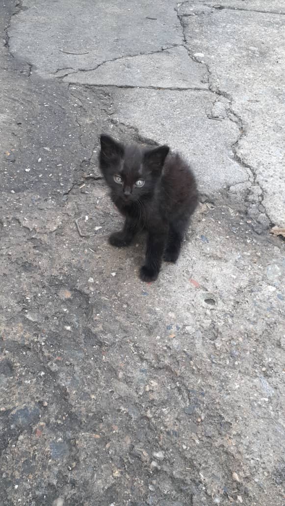BettynaGruber's tweet photo. Ella es Lunita y sus cachorros, necesito conseguir un hogar para todos. 

Puedo correr con el gasto de la esterilización de Luna, pero necesita una casa, ella tuvo y la echaron a la calle.

Los gaticos tienen mes y medio aproximadamente. https://t.co/uvsdAShfBe