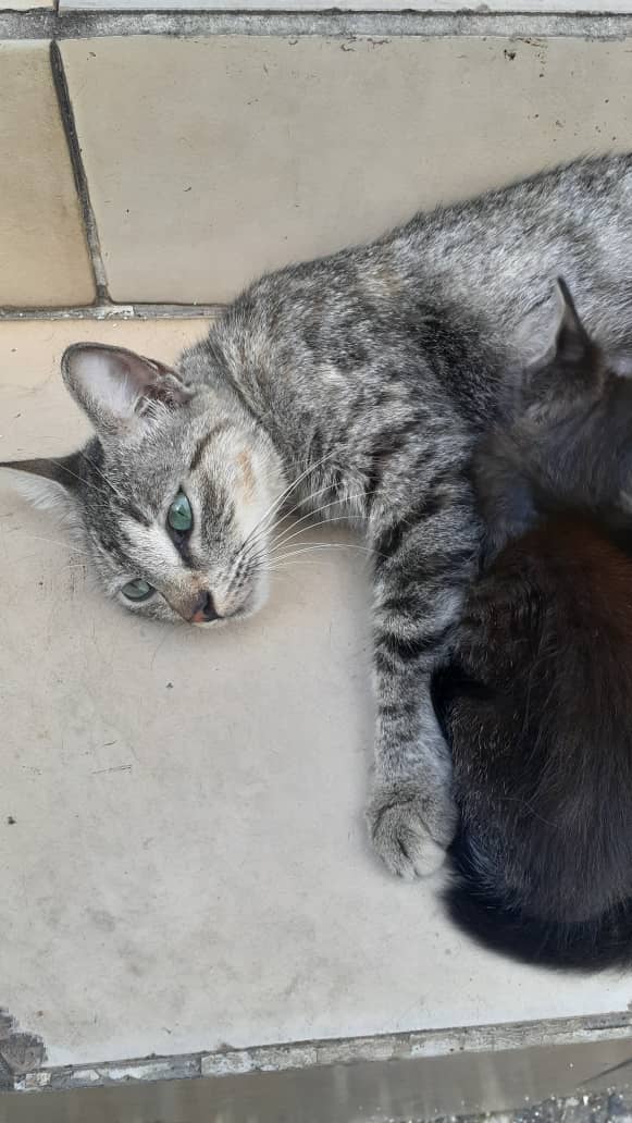 BettynaGruber's tweet photo. Ella es Lunita y sus cachorros, necesito conseguir un hogar para todos. 

Puedo correr con el gasto de la esterilización de Luna, pero necesita una casa, ella tuvo y la echaron a la calle.

Los gaticos tienen mes y medio aproximadamente. https://t.co/uvsdAShfBe