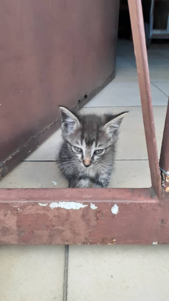 BettynaGruber's tweet photo. Ella es Lunita y sus cachorros, necesito conseguir un hogar para todos. 

Puedo correr con el gasto de la esterilización de Luna, pero necesita una casa, ella tuvo y la echaron a la calle.

Los gaticos tienen mes y medio aproximadamente. https://t.co/uvsdAShfBe