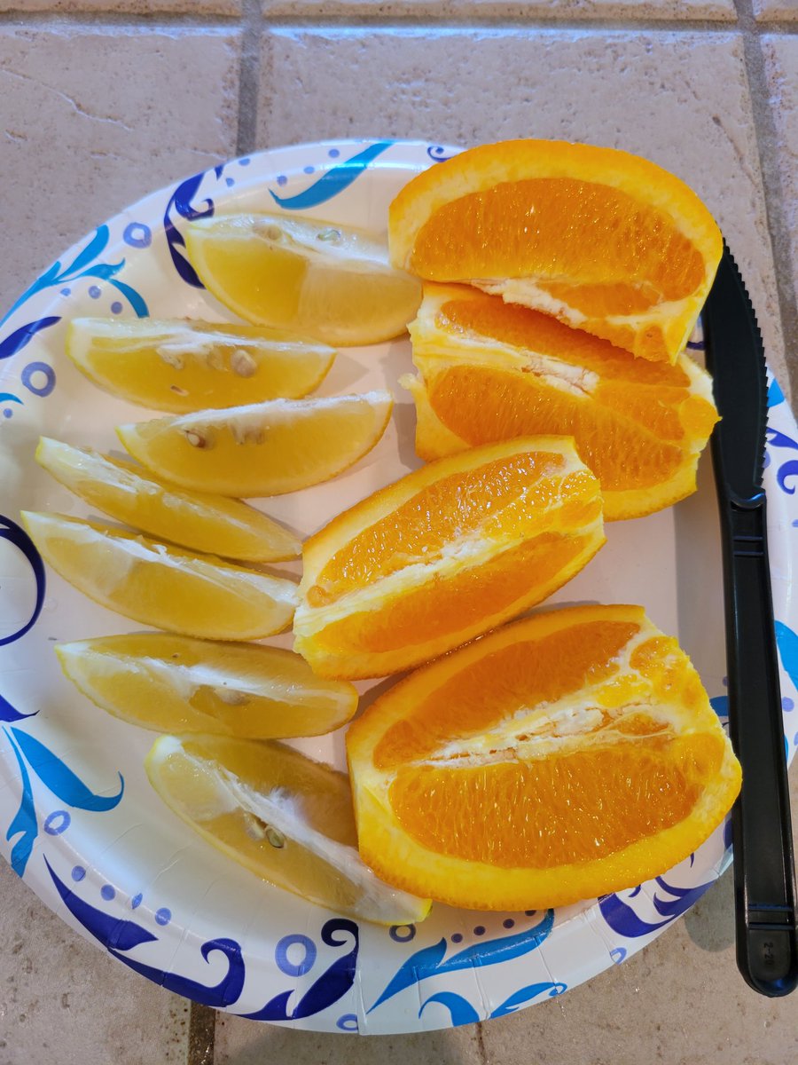 luxurytax8's tweet image. Super excited lemons 🍋 finally done growing in my backyard fresh off the tree. Before the workout starts. #43poundsdown #eatcleanstaylean