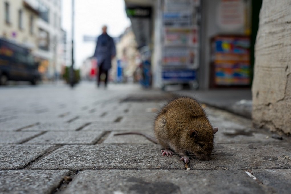Rats can get infected w/#SARSCoV2 &amp; develop severe #COVID19 . In this French report, 2 pet rats caught the virus, one from their owner, the other rat-2-rat: 
"supports the hypothesis that wild rodents may become secondary reservoirs of" the virus.
biorxiv.org/content/10.110…