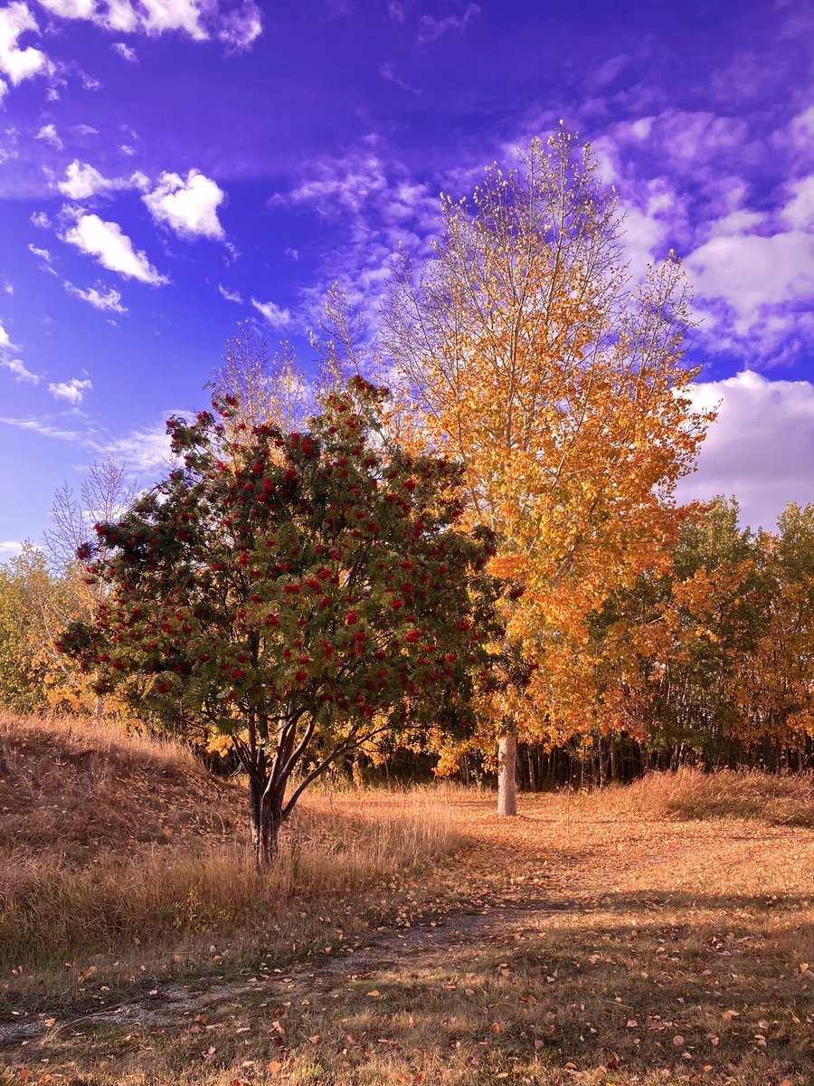 TristanFJ's tweet photo. The only thing I dislike about autumn is that winter is not far behind. It’s a gorgeous time of year though. #Edmonton #YEG #abwx https://t.co/DikaHVl0p7