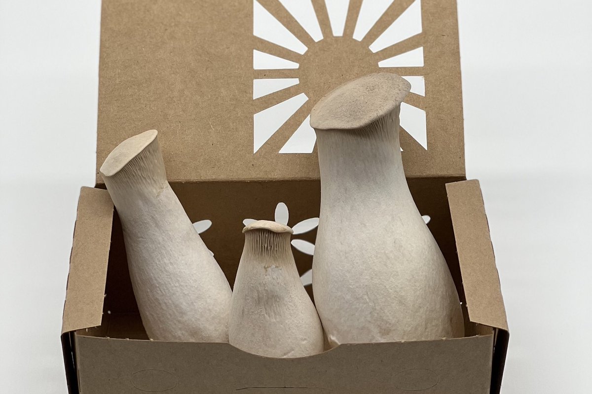 King Oysters on special offer for this week's Market Wagon delivery! Use our referral link:

marketwagon.com/posts/51286&tr…