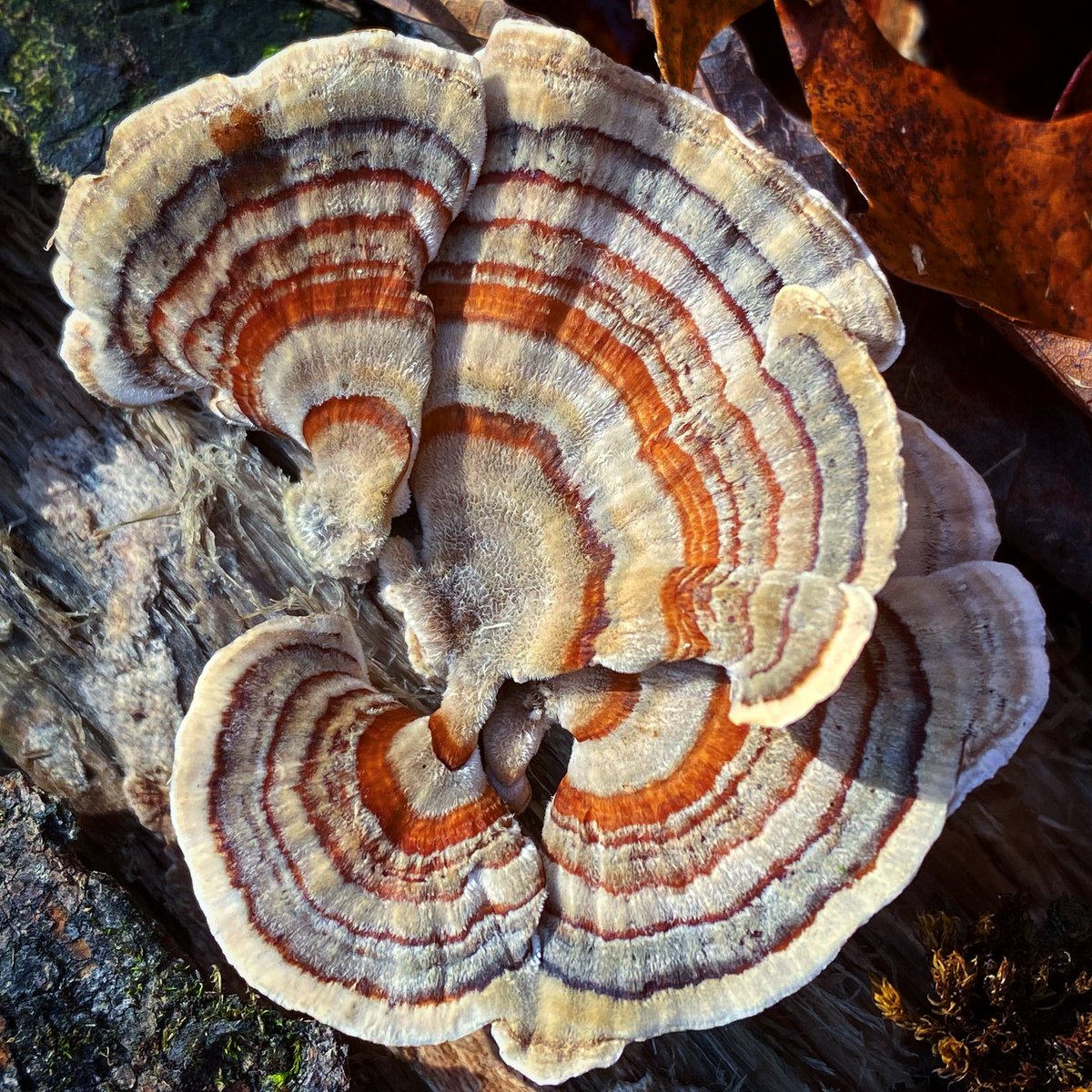 spore_stories's tweet image. The turkey tail mushrooms are flaunting their autumn hues. This one is making me think of cozy wool sweaters and pumpkin spice. 🍁🐑🎃
🆔 Trametes versicolor
#Mushroom #fall #AutumnVibes #NatureBeauty #PHOTOS #NaturePhotography #fungi