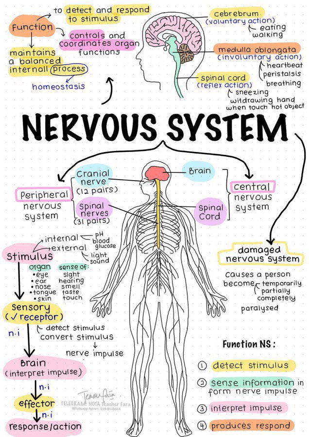 imedverse's tweet image. Nervous system

#TipsForNewDocs #MedEd #MedTwitter #medicine #medical #medicare #health #healthcare #FOAMed #ClinicalPearl #clinicaltips #MedStudents #neuroscience #neurology
