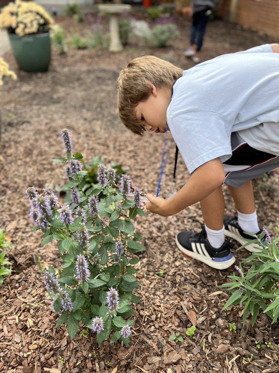 MrsCBBates's tweet photo. These RNE entomologists recorded data about their observations of insects in our school garden. We watched 🐝 pollinate flowers by buzzing from plant to plant. Outdoor lessons are the BEST! @RNEprincipal https://t.co/dCaIPwPxy6