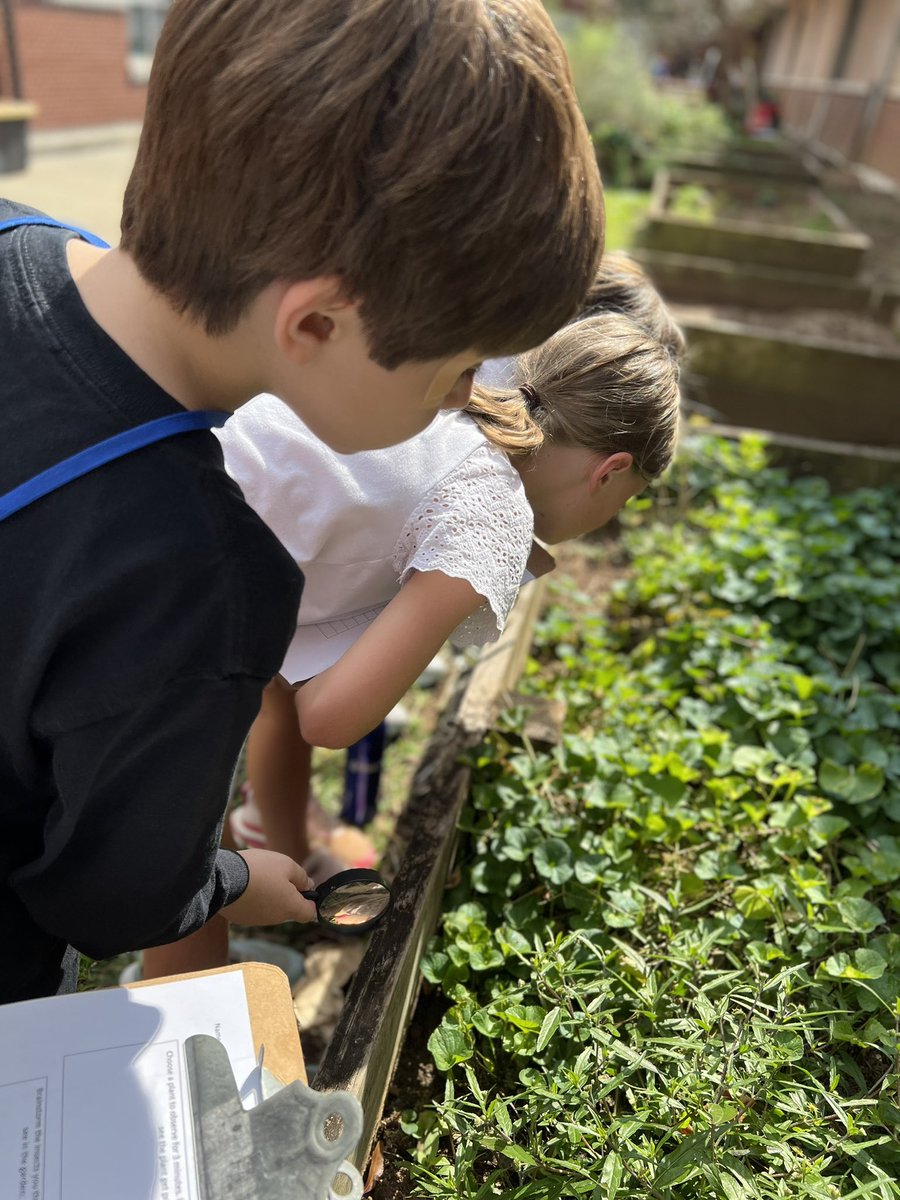 Cary Beth Bates (@mrscbbates) on Twitter photo These RNE entomologists recorded data about their observations of insects in our school garden. We watched 🐝 pollinate flowers by buzzing from plant to plant. Outdoor lessons are the BEST! <a href="/RNEprincipal/">Dr. Lydia Conway</a> These RNE entomologists recorded data about their observations of insects in our school garden. We watched 🐝 pollinate flowers by buzzing from plant to plant. Outdoor lessons are the BEST! <a href="/RNEprincipal/">Dr. Lydia Conway</a>