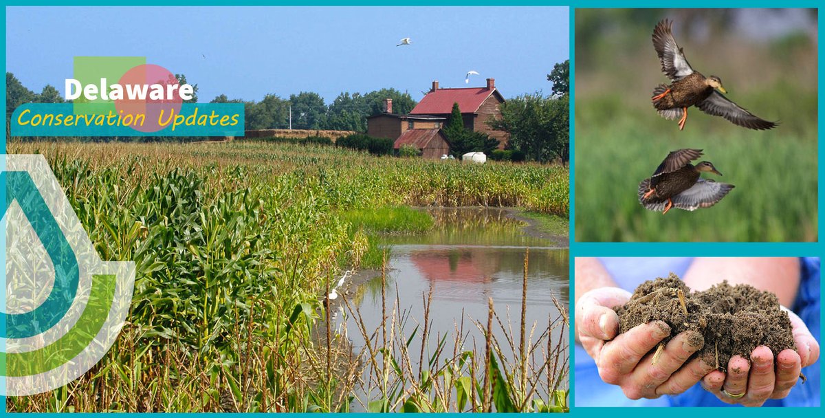 NRCS is encouraging all agricultural producers in DE to sign up for conservation assistance. Learn details and more in the Delaware NRCS Conservation Update. To get our newsletter delivered directly to your inbox, be sure to subscribe. content.govdelivery.com/accounts/USDAF…