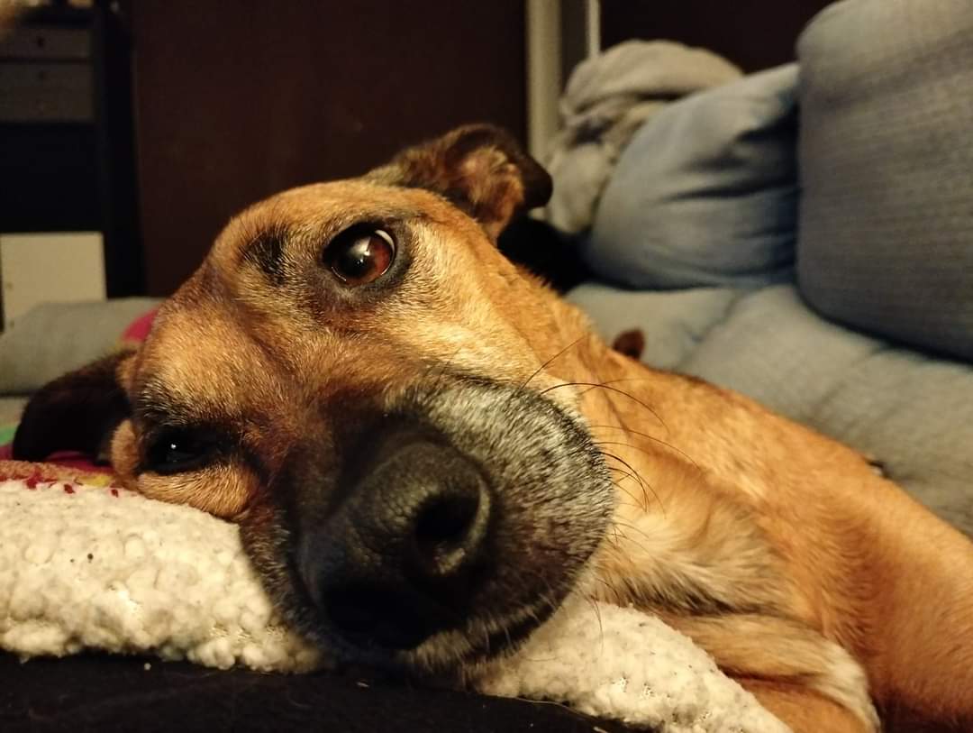 Mambrú tiene 6 años 
Sus dueños le dieron un hachazo en la cabeza y lo tiraron a un río 😢 
Creyó morir más de la pena que del golpe 😢💔
Le quedó una lesión cerebral que le hace un poco más lento
Tanto amor que no ha podido dar, tanto amor 😢 una.nueva.vida.valladolid@gmail.com