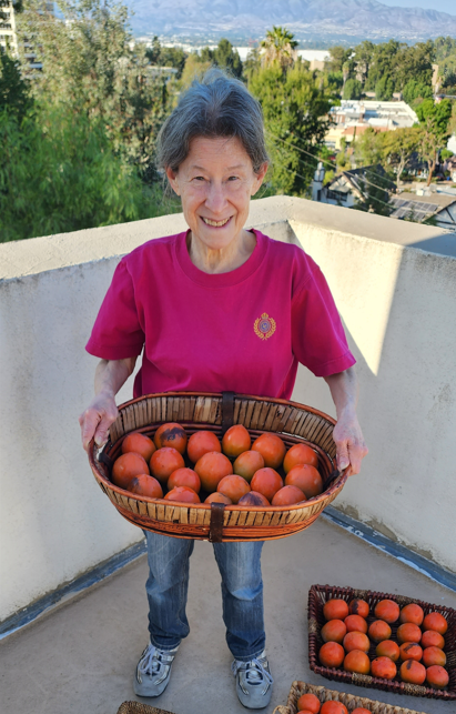 Foodfaye's tweet photo. So happy to have these persimmons from our tree that Yakir planted nearly 25 years ago!
These are Hachiya persimmons, which are just coming into season. To enjoy them, you need to wait until they are very soft.
They are sweet, smooth and delicious!
#persimmons #backyardfruit https://t.co/IA0jkeAY8s