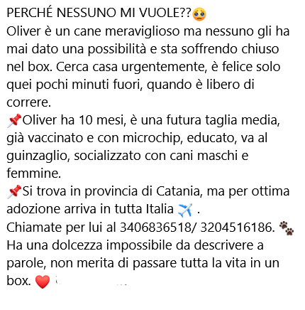 unonlus's tweet image. Si trova in provincia di Catania, ma per ottima adozione arriva in tutta Italia ✈️ .
Chiamate per lui al 3406836518/ 3204516186. Forza da è di una  bellezza e di una dolcezza unica 🙏🙏🙏🙏🆘🆘🆘