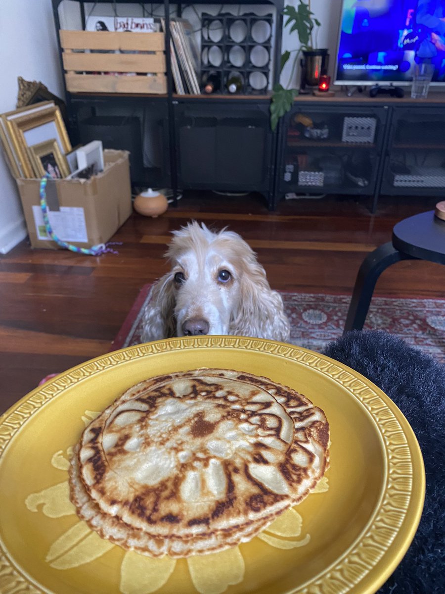alice the dog tweet media