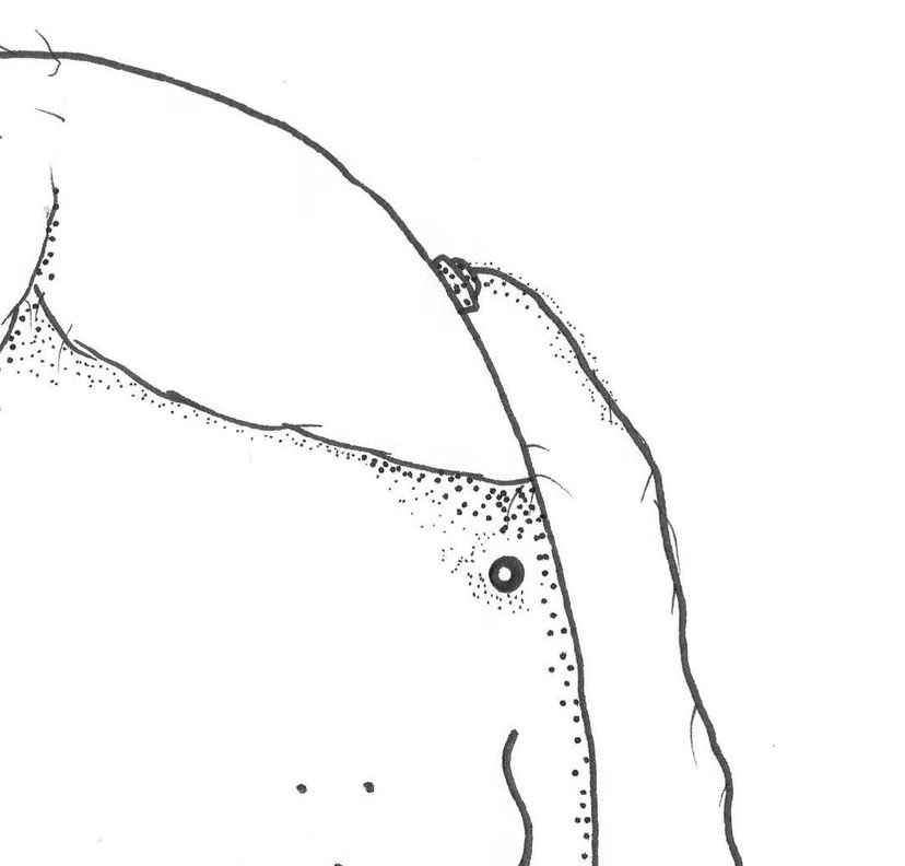 i was going about my days in the cool damp soil and the next thing i know im being pulled out of the ground by my little hairs that were sticking out and the person who found me was really nice to me they gave me my first pair of socks and introduced me to my rat bffs