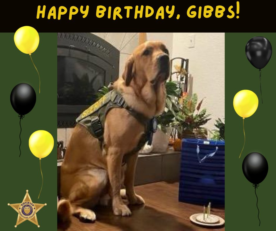 jocosheriffs's tweet photo. Our good boy, Gibbs, celebrated his birthday over the weekend. We are so thankful you came to work with the Josephine County Sheriffs!
#Gibbs #K9 #WorkingDog #CompassionTherapyDog #WhosAGoodBoy #BirthdayBoy #ProtectingWithCourage #ServingWithCompassion #JosephineCountyStrong https://t.co/lfeCCVyp4X