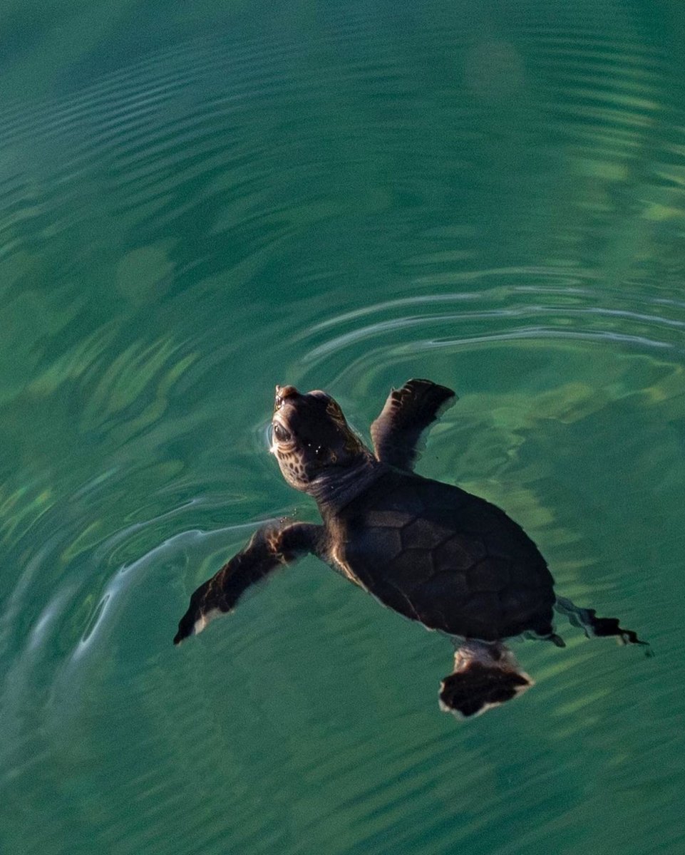 Pacsafe's tweet photo. Once a male sea turtle hatchling leaves the beach, he will spend the majority of his life at sea. Only the females will come ashore when they need to lay their eggs.
Photo: Ben Hicks
#Pacsafe #protectourplanet #reduceoceanplastic #turtlefund #seaturtle #turtlefacts https://t.co/juBi8AcCCi