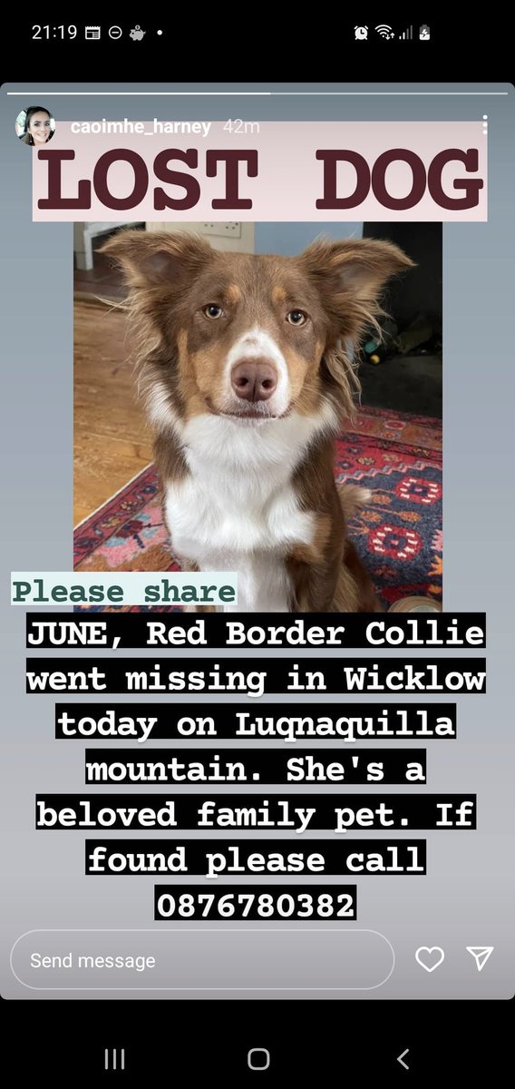 Lady_H__'s tweet photo. Anyone in the Wicklow area please keep an eye out for this sweet girl ❤️ #LostDog #wicklow https://t.co/nbM8BQkQtH
