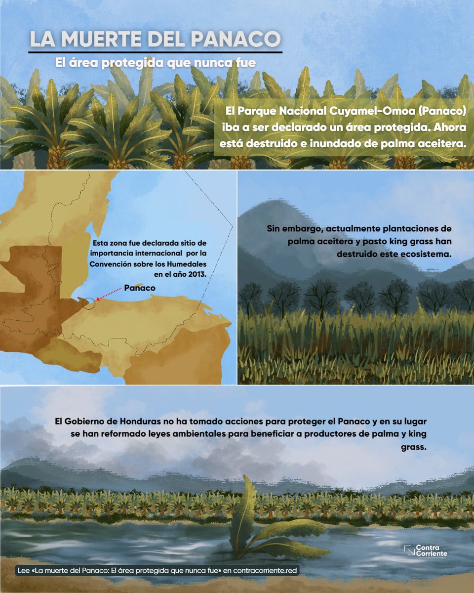 ContraC_HN's tweet photo. ¿Qué pasó con la propuesta para crear el Parque Nacional Cuyamel-Omoa (Panaco) en #Honduras? 
🧵👇#TrasLasHuellasDeLaPalma https://t.co/C6UmmHzP27