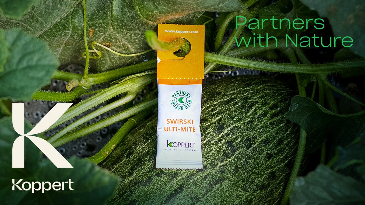 koppertus's tweet photo. #Predatorymites are great allies in #pestcontrol. Building a system from a preventative approach is key for overall success🌿✅ Learn more: https://t.co/O12GDyok80

#agriculture #horticulture #crops #growers #biocontrol https://t.co/u5B8qpCBCN