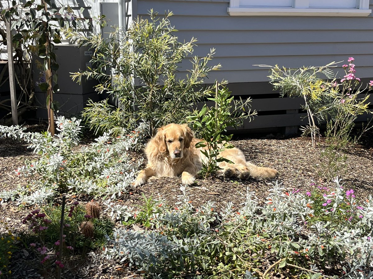 DrPennyGolding's tweet photo. @RANZCP Gardening…and puppies of course! https://t.co/LinXGs9WQH