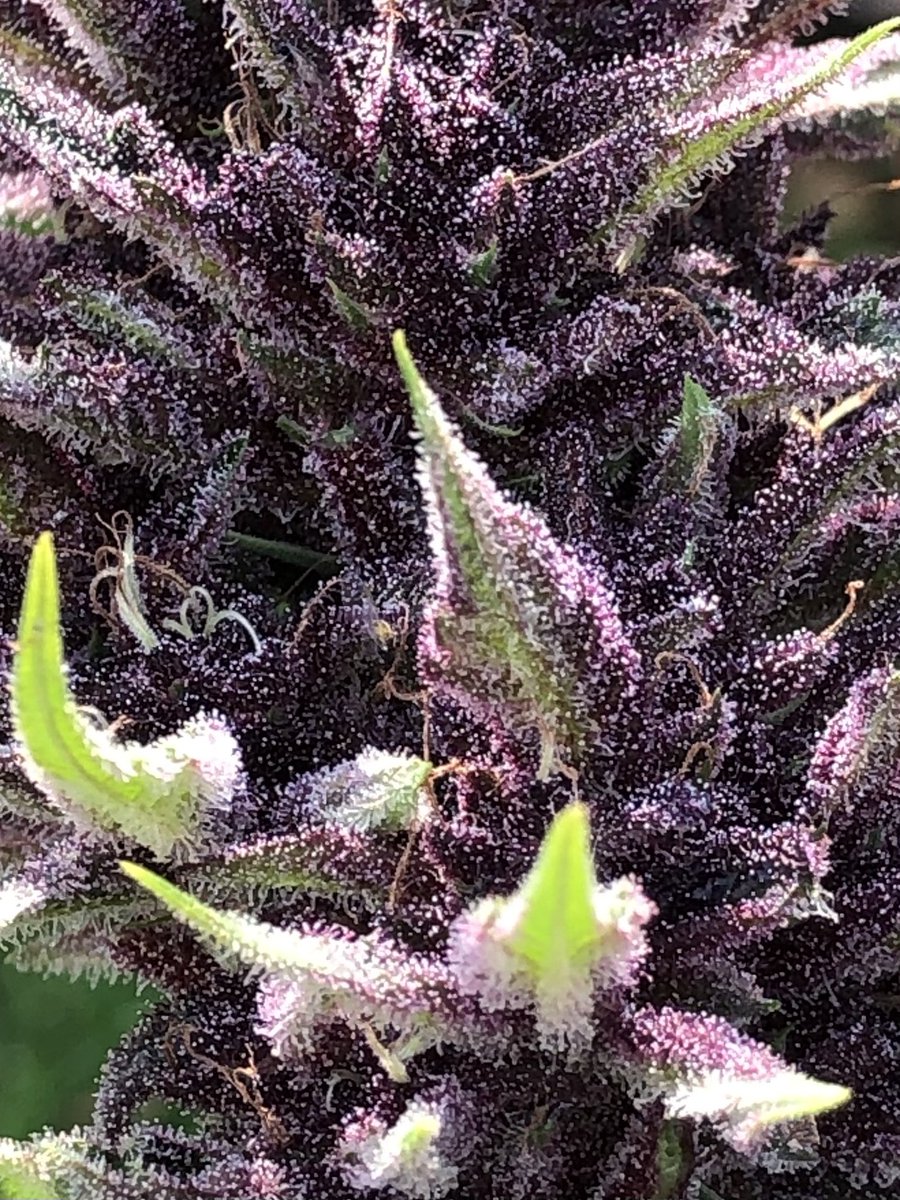 homegrower71's tweet photo. Took down my eastsidedarkmacF2 and man is she a frosty girl and sticky AF and she has a funky berry fuel smell mmmm so nice can’t get enough lol. 💪🚀⛽️💚
#organicgardening #sungrown #canadiangrower #canadiangrowers https://t.co/fiQQO5NNpu