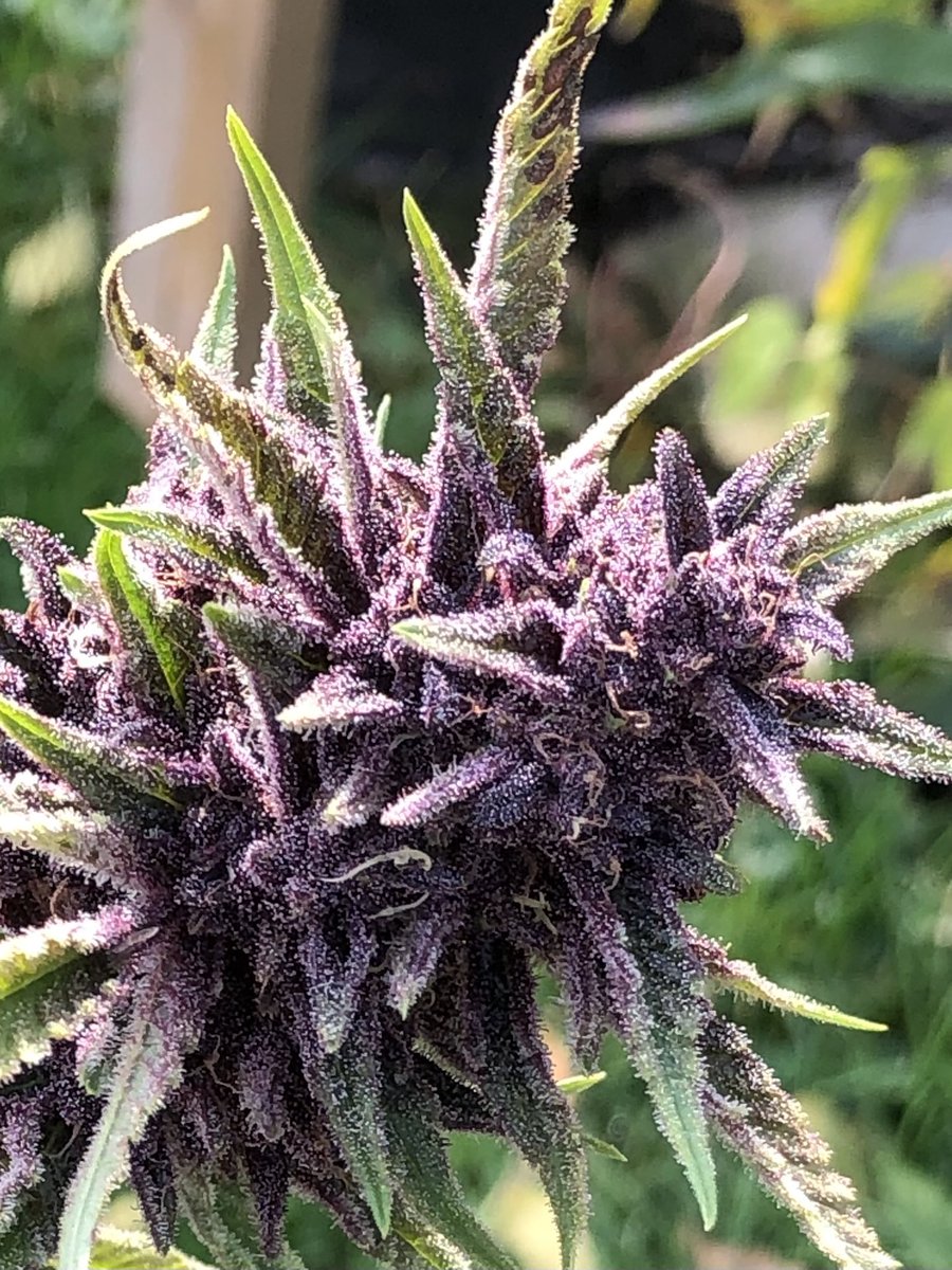 homegrower71's tweet photo. Took down my eastsidedarkmacF2 and man is she a frosty girl and sticky AF and she has a funky berry fuel smell mmmm so nice can’t get enough lol. 💪🚀⛽️💚
#organicgardening #sungrown #canadiangrower #canadiangrowers https://t.co/fiQQO5NNpu