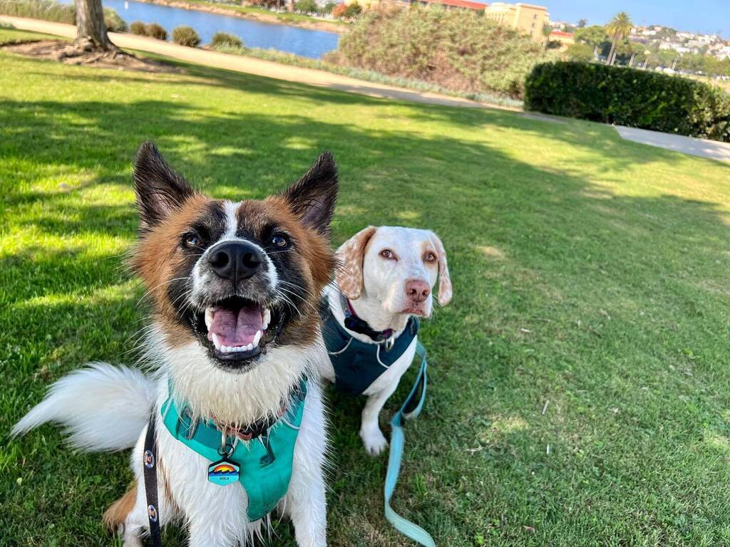 Libbylowrider's tweet photo. Hey yo!!!!! Happy Monday!  #ruca #libbyspreadslove #bassethoundmix #cattlechowskyshepherd #rescuedogsofinstagram #libertystation #morningwalkies🐾🐾 #adoptdontshop #muttsrule https://t.co/CIlB64t24E https://t.co/pBUUZDVfQD