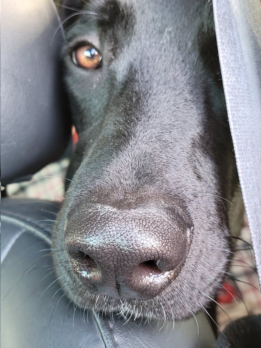 HumaneAlamance's tweet image. Friends, make your Monday a better day &amp;amp; boop a snoot! Btw, MY magnificent snoot is STILL in boarding! What's it gonna take to find a foster around here? Who do I have to cuddle to convince you all that I'm a good boy who deserves a family? #Preston #AdoptDontShop #burlingtonnc