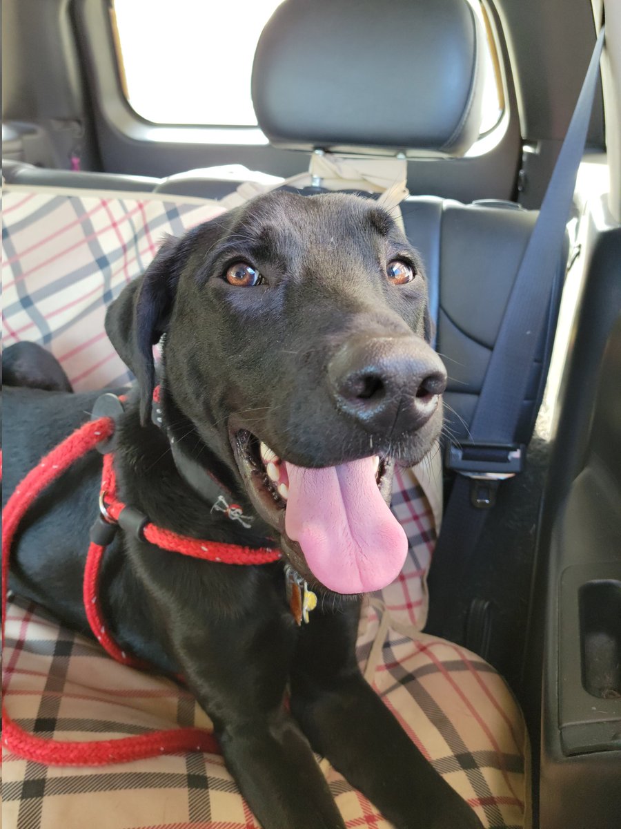 HumaneAlamance's tweet image. Friends, make your Monday a better day &amp;amp; boop a snoot! Btw, MY magnificent snoot is STILL in boarding! What's it gonna take to find a foster around here? Who do I have to cuddle to convince you all that I'm a good boy who deserves a family? #Preston #AdoptDontShop #burlingtonnc