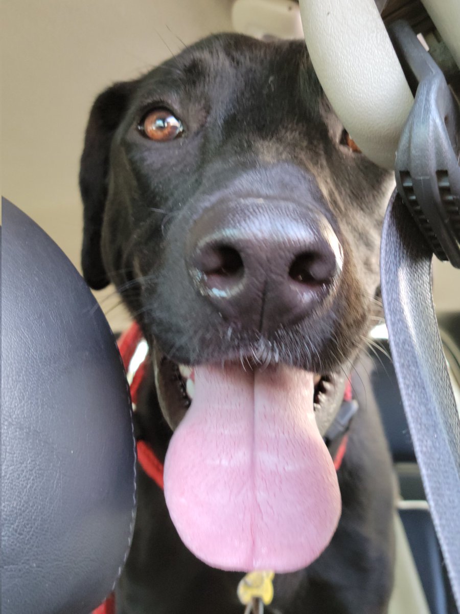 HumaneAlamance's tweet image. Friends, make your Monday a better day &amp;amp; boop a snoot! Btw, MY magnificent snoot is STILL in boarding! What's it gonna take to find a foster around here? Who do I have to cuddle to convince you all that I'm a good boy who deserves a family? #Preston #AdoptDontShop #burlingtonnc