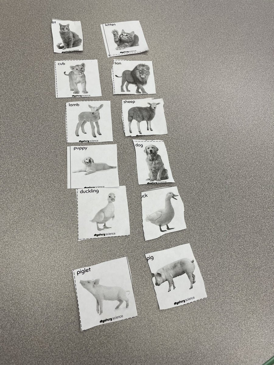 ps24Flaherty's tweet photo. First grade scientists are learning about inheritance and variation of traits. In this activity, we learned that baby animals are similar to their parents. https://t.co/wjeHnNAlGl