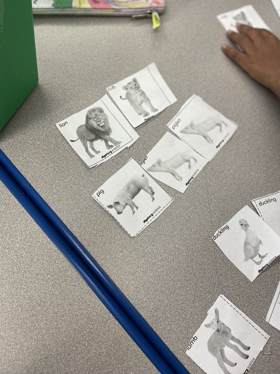 First grade scientists are learning about inheritance and variation of traits. In this activity, we learned that baby animals are similar to their parents.